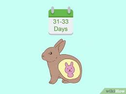 How To Know If Your Rabbit Is Pregnant 10 Steps With Pictures