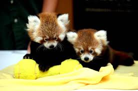 Les Animaux De 2015 Animaux Les Plus Mignons Animales Animaux