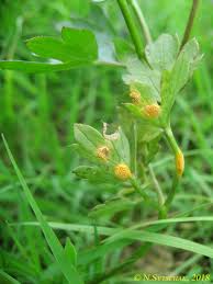 Image result for Secamone delagoensis