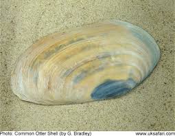 Seashells And Other Strandline Treasures Uk Safari