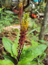 Image result for Malaxis