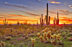 How does a cactus survive in the desert?. Cacti Birds And Life In The Sonoran Desert Earth Com