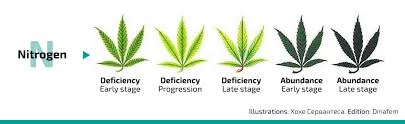 Nutrient Deficiencies And Excesses In Cannabis Growing