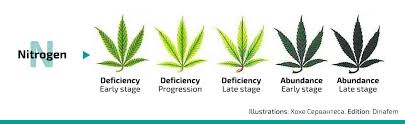 nutrient deficiencies and excesses in cannabis growing