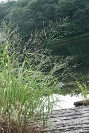 Image result for Panicum repentellum