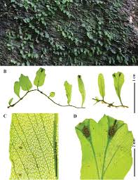 Image result for Didymoglossum erosum