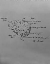 Draw It Neat How To Draw Human Brain Human Brain Anatomy Human Drawing Human Brain Diagram