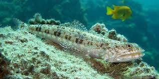 A wide variety of ikan keli fish options are available to you, such as material, feature, and aquarium & accessory type. Iranun Of Sabah Dictionary Browse Iranun English