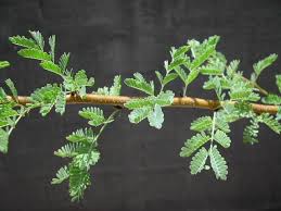 Image result for Acacia nilotica