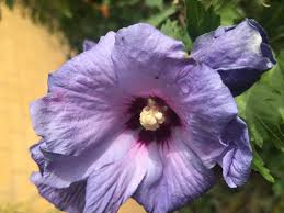 Image result for Hibiscus syriacus Violet Clair Double