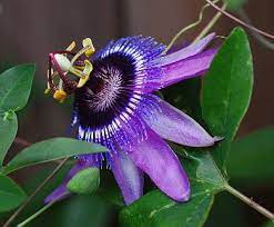 Passiflora Loefgrenii X Caerulea Tough Fast Gorgeous 4 Blooms Large Upward Facing Flower Blooms Passiflora Tropical Flower Plants Pollinator Garden