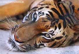 Accurate content you can trust, spreading knowledge on the animal kingdom, and giving back. Indochinesischer Tiger Foto Bild Tiere Zoo Wildpark Falknerei Saugetiere Bilder Auf Fotocommunity