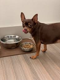 We are very happy to announce that colorado pet food manufacturer, all american pet proteins (aapp) is the latest company to partner with computerway food systems. Vegan Dog Food Some Pet Owners Are Opting For Meat Free Food Products