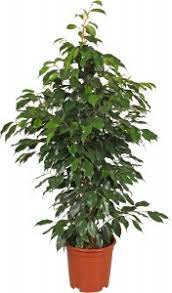 10 Piante Da Interno Come Prendersene Cura