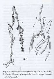 Image result for Habenaria tentaculigera