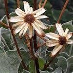 Image result for Senecio oxyriifolius