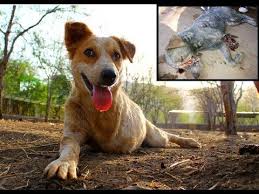 Tony Healed Happy Street Dog In India Rescued Almost Dead Street Dogs Animals Dogs