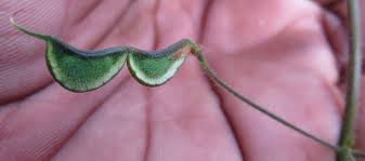 Image result for Hylodesmum repandum