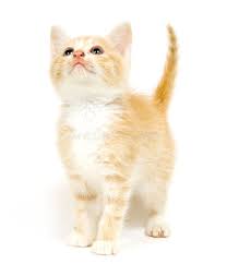 Yellow kitten hd animal wallpaper. Yellow Kitten On White Background A Yellow Kitten Looking Up And Crying On A Wh Aff White Kitten Yellow Crying Yellow Kittens Kittens Funny Kitten