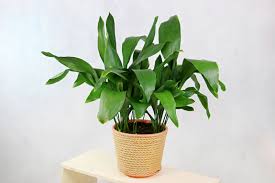 Image result for Aspidistra
