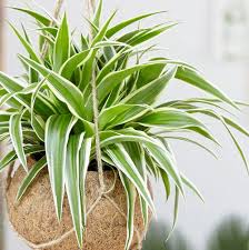 Pin On Plants
