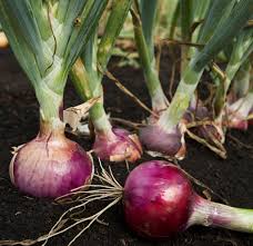 More often than not, this happens in august, when feathers flashed and lay down to the ground. How To Grow Red Onions