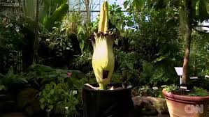 Kedua flora tersebut berbeda, namun banyak orang menganggapnya sama karena keduanya menghasilkan bau busuk dan mempunyai ukuran sangat besar. Bunga Bangkai Langka Siap Mekar Di Lampung