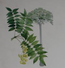 Image result for Antrocaryon