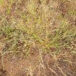 Image result for Kohautia caespitosa