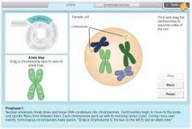 The whole country had such hopes for him. New Gizmo Meiosis Explorelearning News