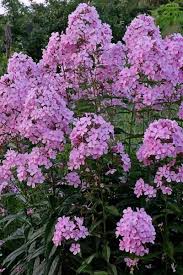 Pin On Phlox Paniculata
