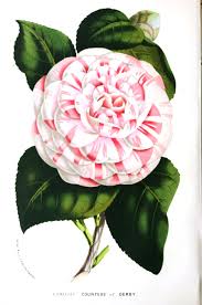Candles add warmth, light, and coziness to every space. Remodelaholic 25 Free Printable Vintage Floral Images