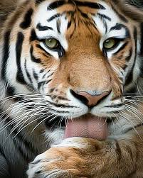 Animals Beautiful Animals Wild Cats