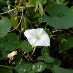 Image result for Convolvulus farinosus