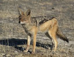 The three species differ mainly in color and choice of habitat. Side Striped Jackal Life Expectancy