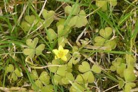 We did not find results for: Creeping Oxalis Massey University