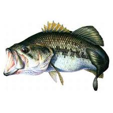 Black Bass