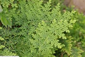 Image result for Selaginella soyauxii