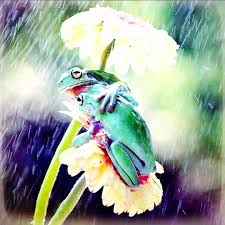 Pin By J On Maci Es A Tobbi Animal Photo Animals Four Legged