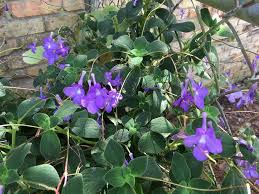 Image result for Streptocarpus kamerunensis