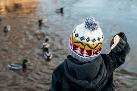 Warum Man Enten Nicht Futtern Sollte Wwf Blog