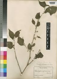 Image result for Erythrococca atrovirens