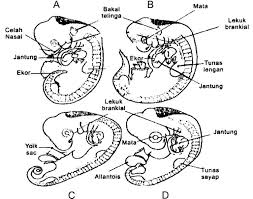 Puncak perkembangan generasi pertama hak. Http Repository Ut Ac Id 4404 1 Biol4324 M1 Pdf