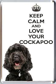 The most common solid colored cockapoo colors are black cockapoos, cream (or white) cockapoos, apricot cockapoos, red cockapoos, and chocolate cockapoos. A Fridge Magnet With A Picture Of A Black Cockapoo Puppy Dog With The Words Keep Calm And Love Your Cockapoo