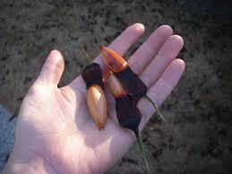 We did not find results for: Foraging Monkey Puzzle Nuts Urban Huntress