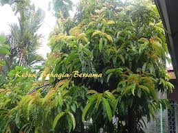 Antioxidant potential of ethanolic extract of aerial parts of coleus spicatus benth. Kebun Bahagia Bersama Pucuk Mata Pelanduk