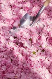 Pin On La Vie En Rose
