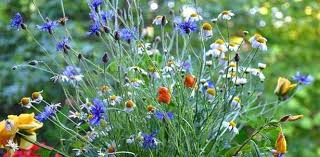 I nomi dei fiori particolari sono numerosissimi, le orchidee sono solo una delle tante famiglie in grado di offrire spettacoli per la vista e colpire per la stravaganza. Fiori Particolari Idee Green