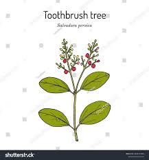 Image result for Salvadora