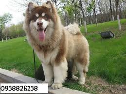 Alaskan malamutes were bred and designed as sled and pack dogs, and they remain faithful to the pack. Alaskan Malamute Wallpapers Animal Hq Alaskan Malamute Pictures 4k Wallpapers 2019